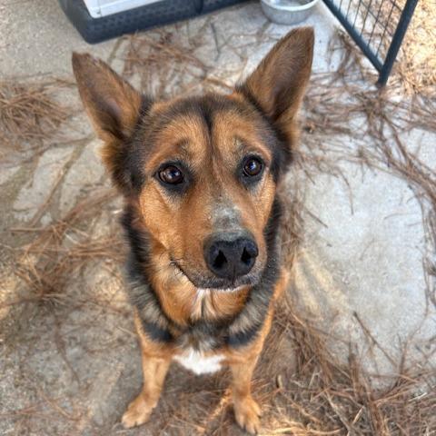 Enlarge Jack, a Adoptable mixed breed in Guin, AL image 1/1