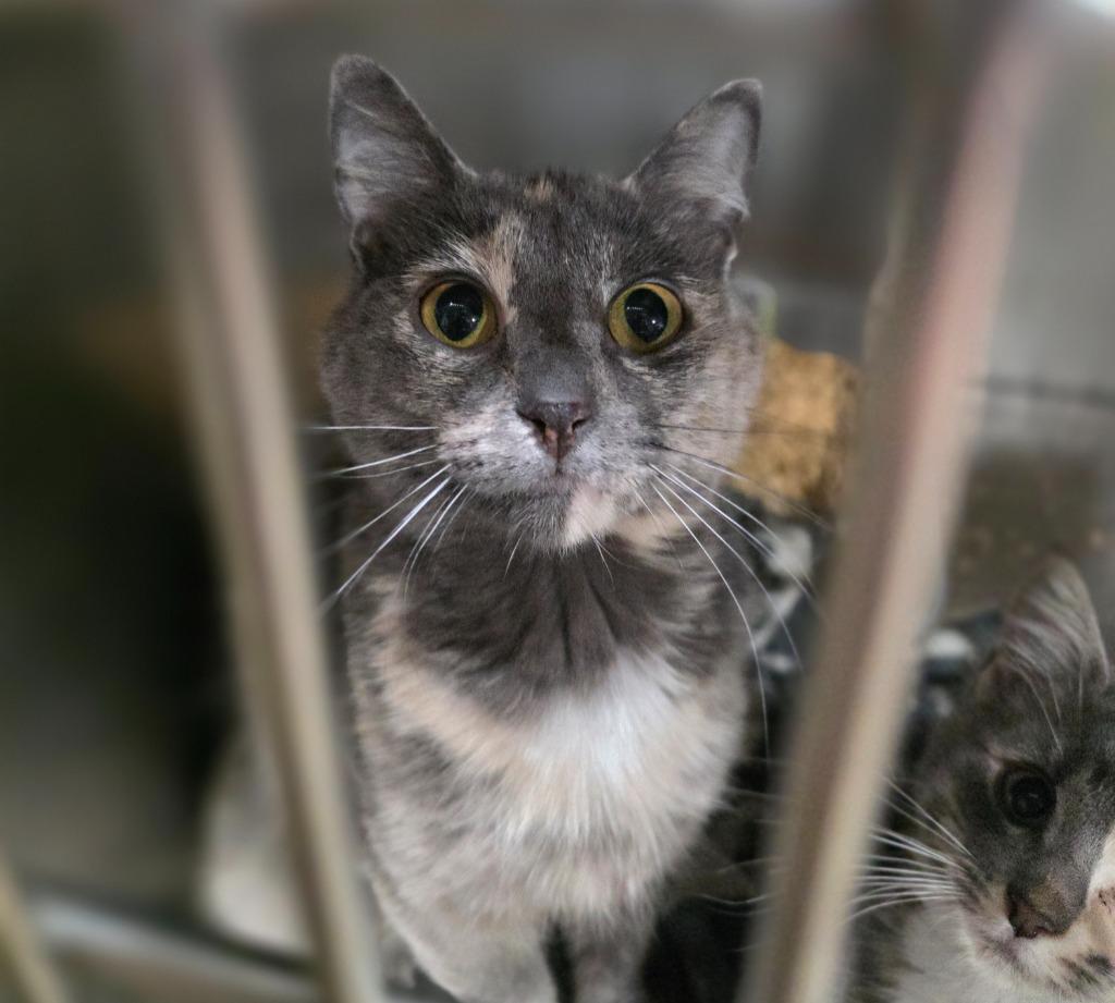 Bunny, Adoptable, Young Female Domestic Short Hair.