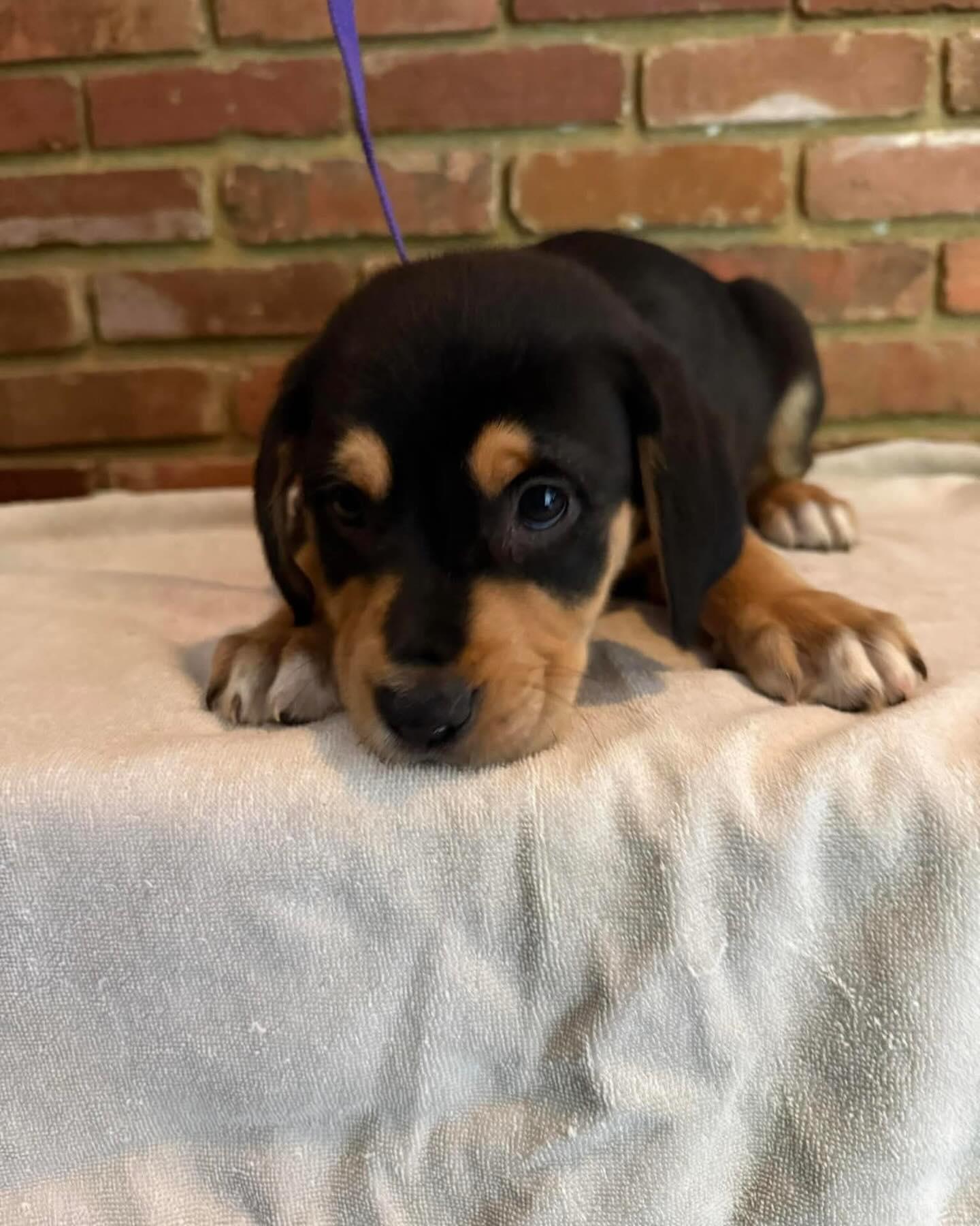 Brooks, an adopted Mixed Breed in St Marys, OH image 3/3