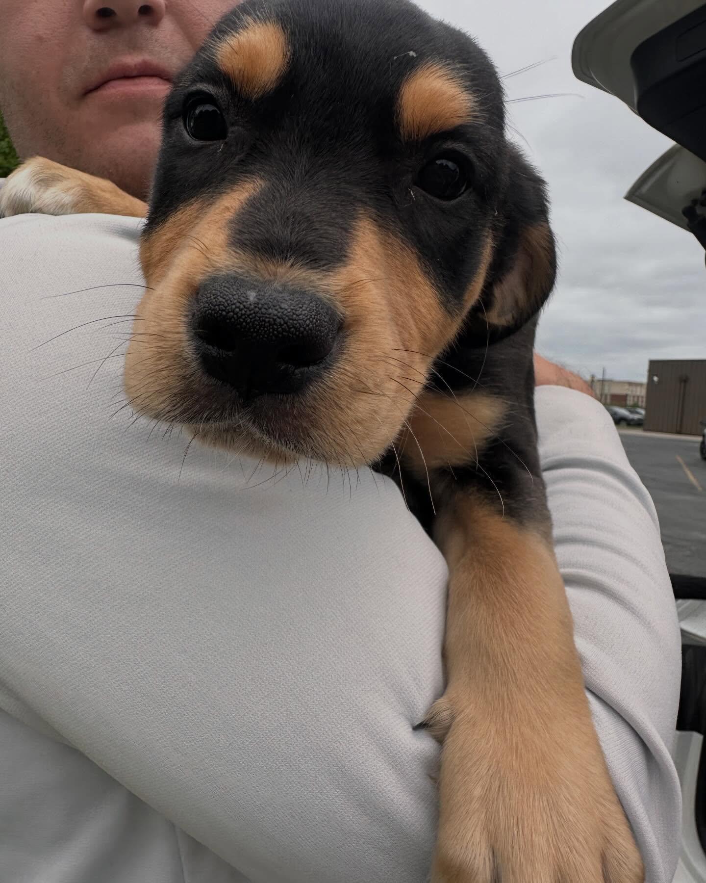Brooks, an adopted Mixed Breed in St Marys, OH image 2/3