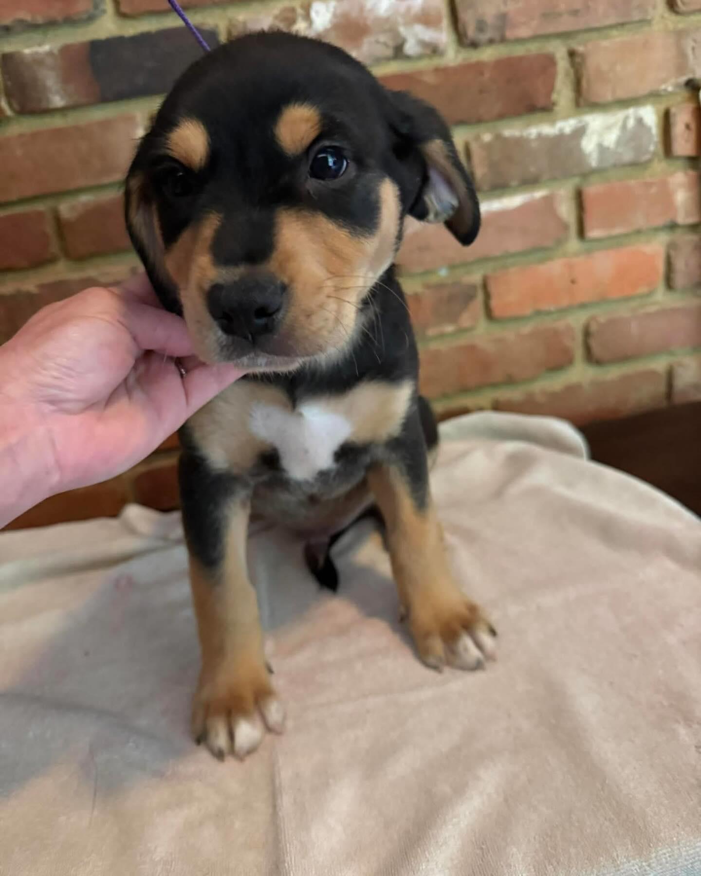 Brooks, an adopted Mixed Breed in St Marys, OH image 1/3