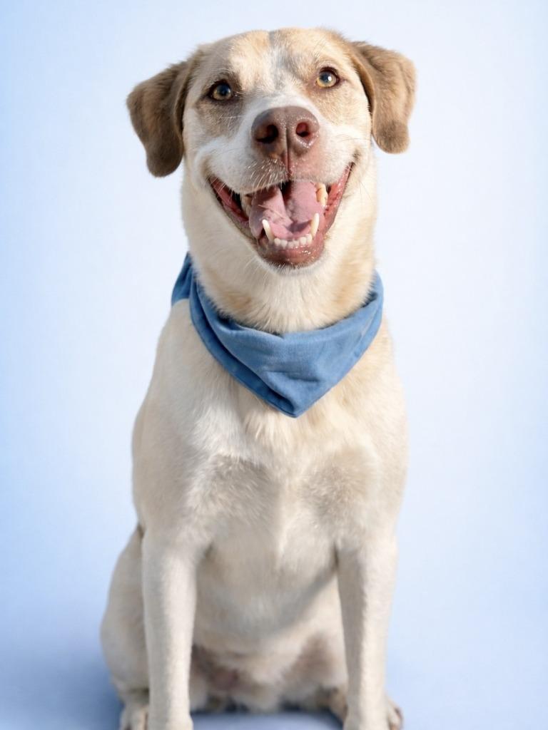 Enlarge Rocky, a Adoptable Catahoula Leopard Dog in Seagoville, TX image 1/4