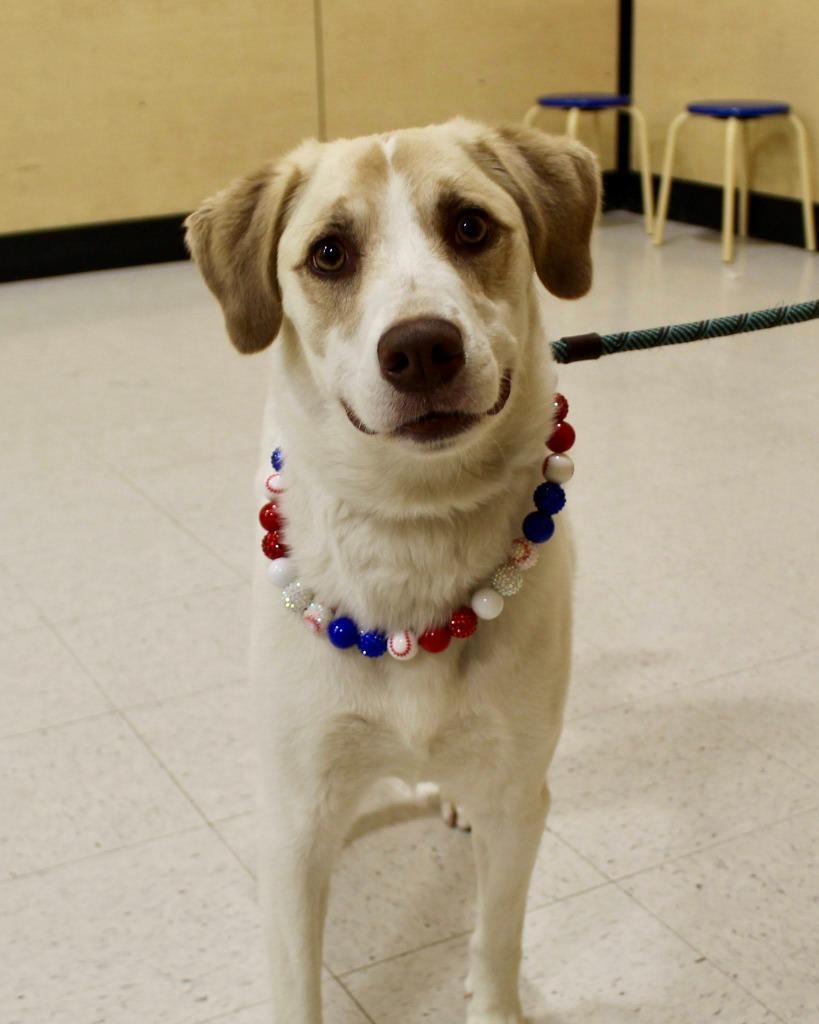 Enlarge Rocky, a Adoptable Catahoula Leopard Dog in Seagoville, TX image 2/4