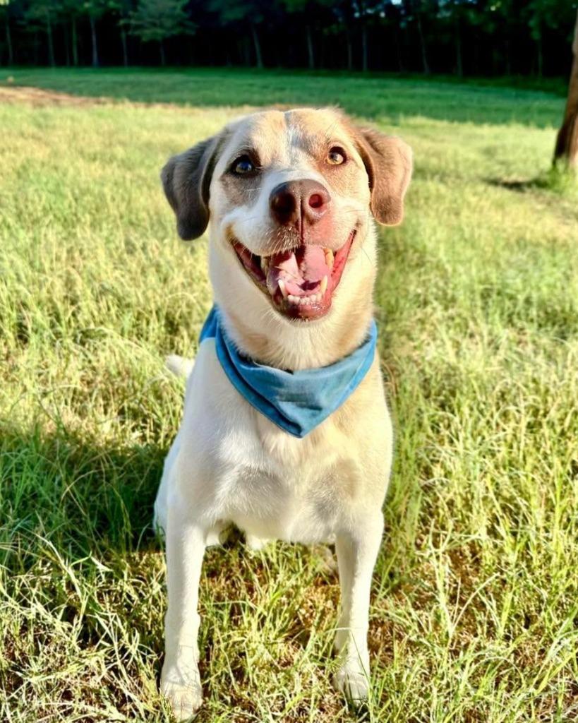 Enlarge Rocky, a Adoptable Catahoula Leopard Dog in Seagoville, TX image 3/4