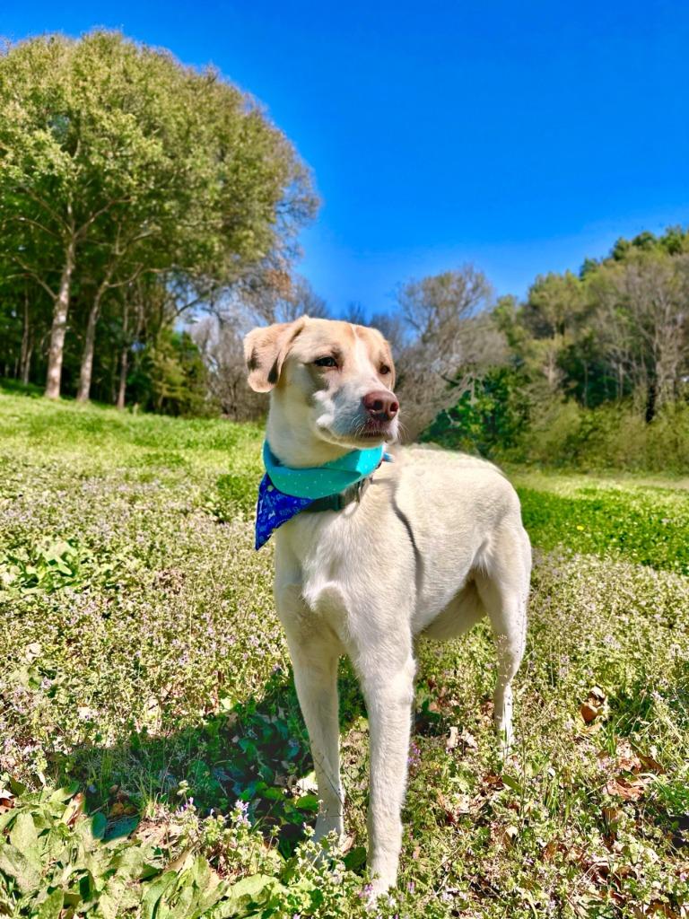 Enlarge Rocky, a Adoptable Catahoula Leopard Dog in Seagoville, TX image 4/4