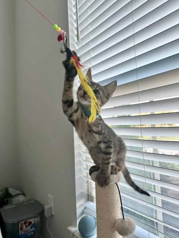 Jolly Rancher Candy 4