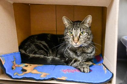 Enlarge Salvador, a Adoptable mixed breed in Yakima, WA image 1/3