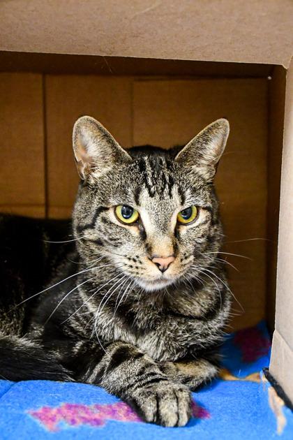 Enlarge Salvador, a Adoptable mixed breed in Yakima, WA image 2/3