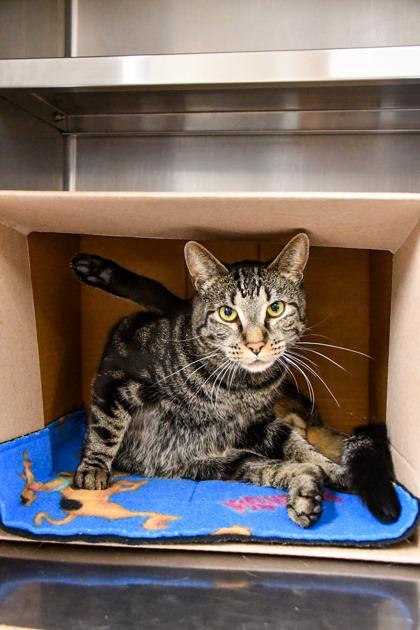 Enlarge Salvador, a Adoptable mixed breed in Yakima, WA image 3/3