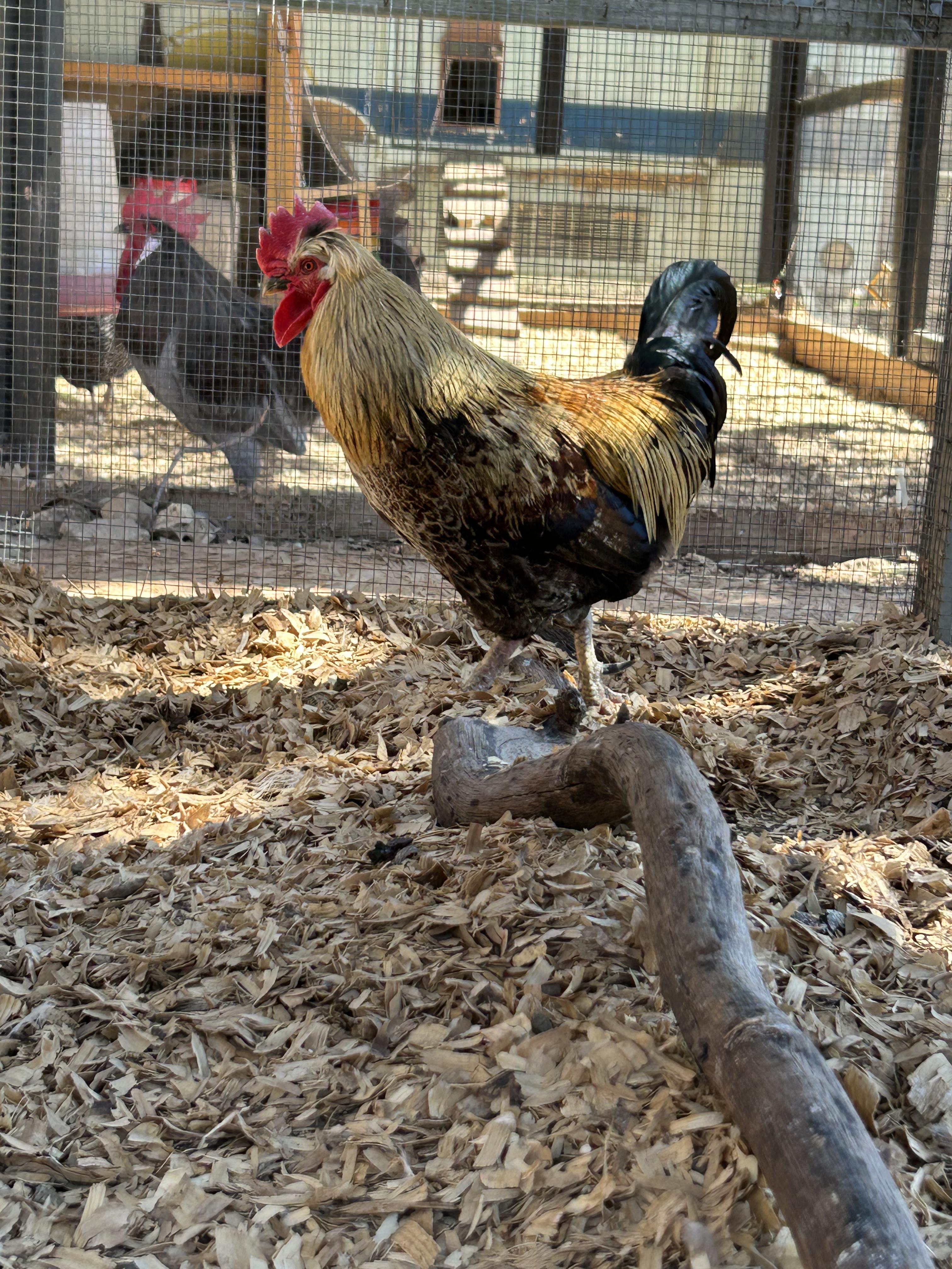 Enlarge Mocha, an adopted Chicken in Bulverde, TX image 1/1
