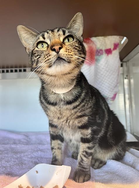 Enlarge PORTIA, a Adoptable Domestic Short Hair in San Francisco, CA image 1/1