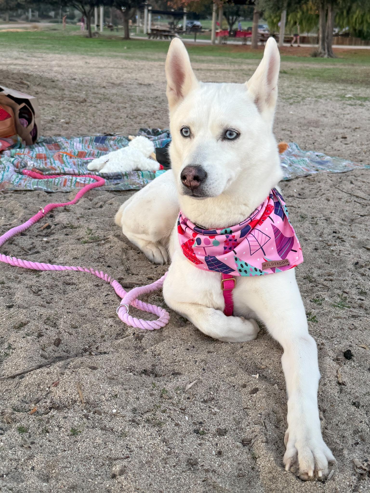 Enlarge Snow, a ADOPTABLE Husky in Minneapolis , MN image 1/5