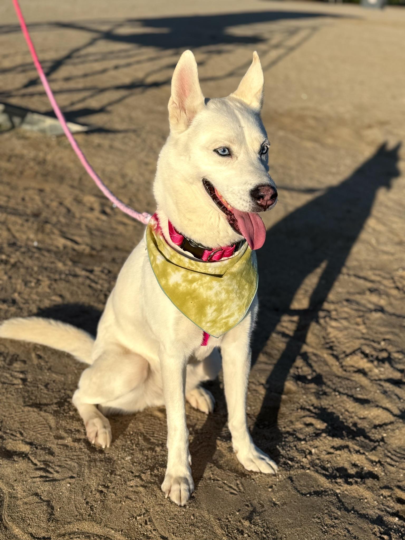 Enlarge Snow, a ADOPTABLE Husky in Minneapolis , MN image 2/5