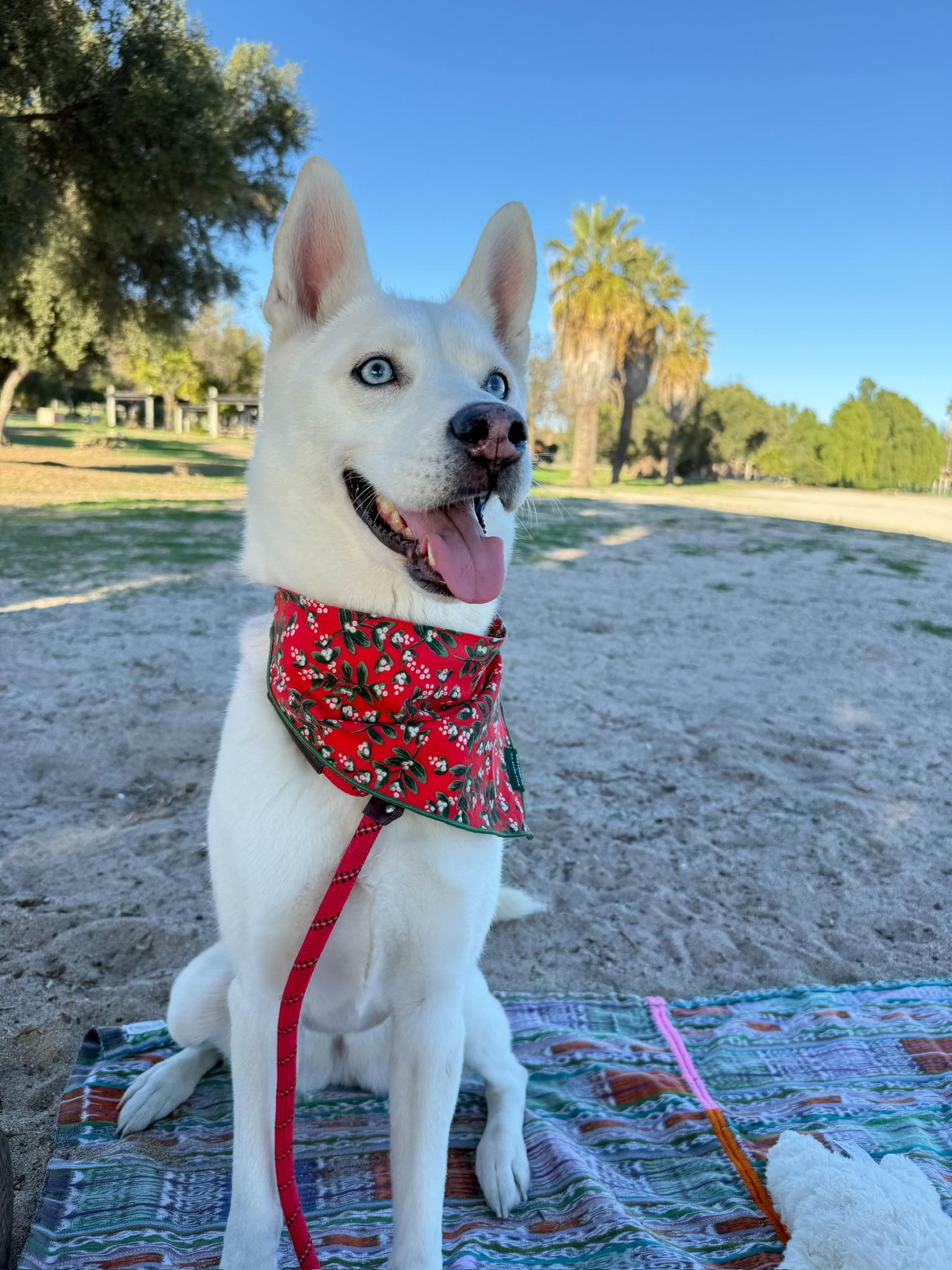 Enlarge Snow, a ADOPTABLE Husky in Minneapolis , MN image 4/5