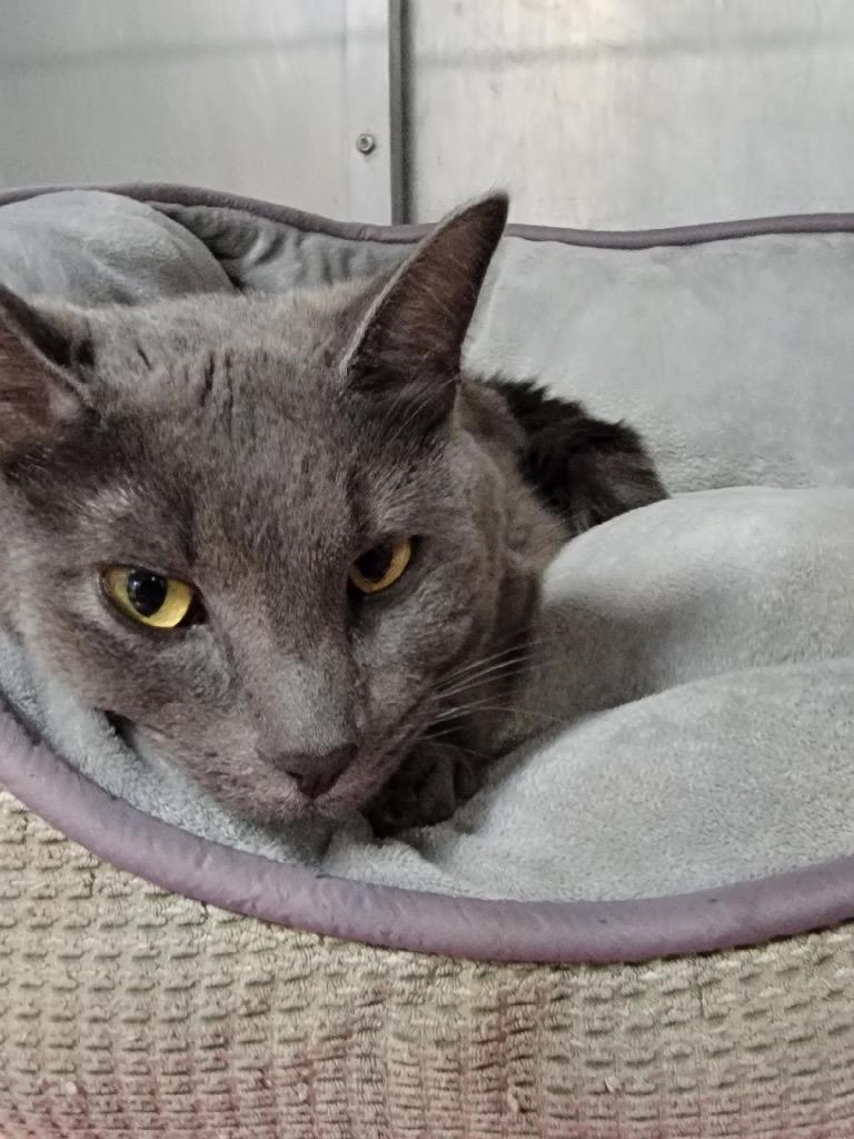 Bubbles, Adopted, Adult Female Domestic Short Hair.