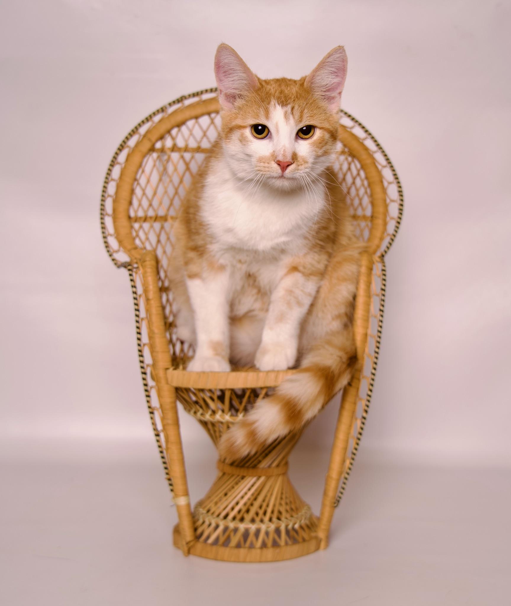 Cassian, a Adoptable Domestic Short Hair in Riverside, CA image 1/4