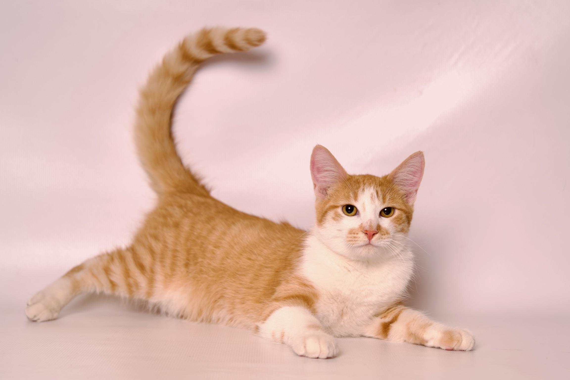 Cassian, a Adoptable Domestic Short Hair in Riverside, CA image 2/4