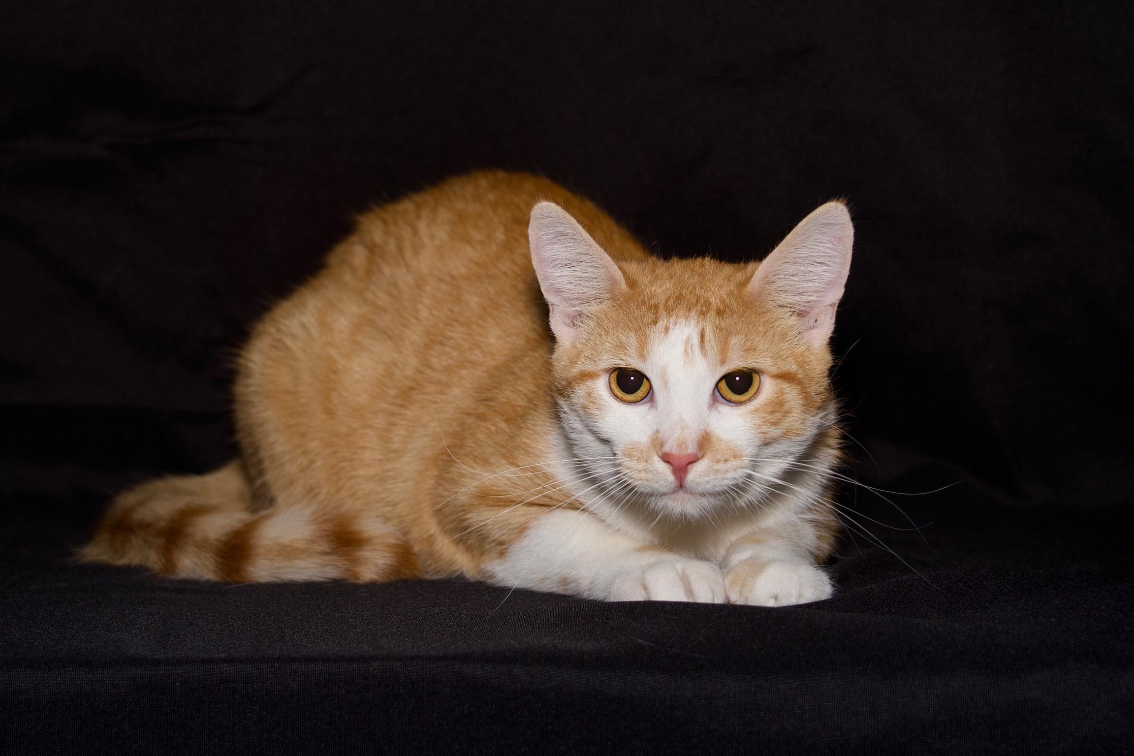 Cassian, Adoptable, Young Male Domestic Short Hair.