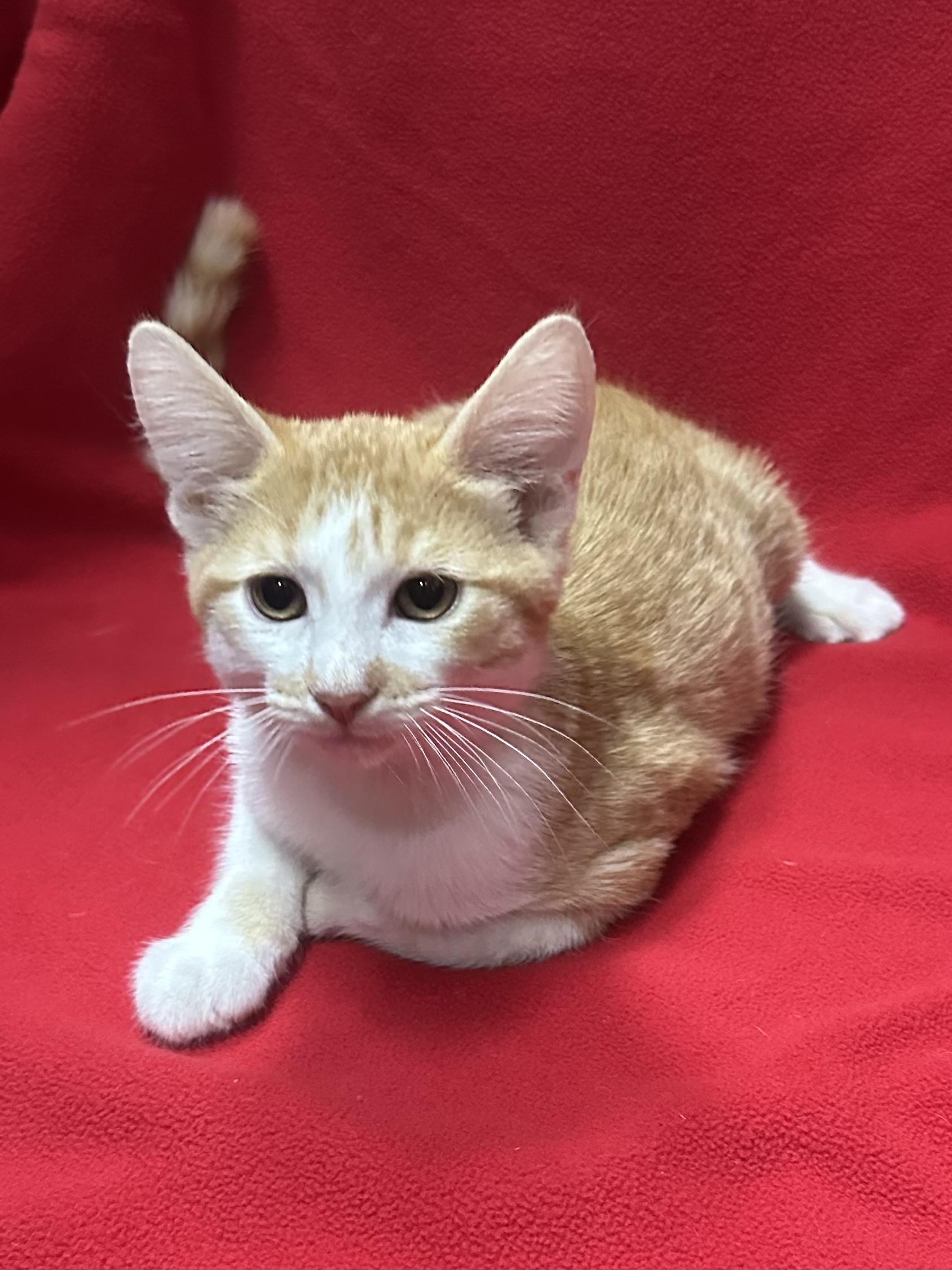 Cassian, a Adoptable Domestic Short Hair in Riverside, CA image 1/5