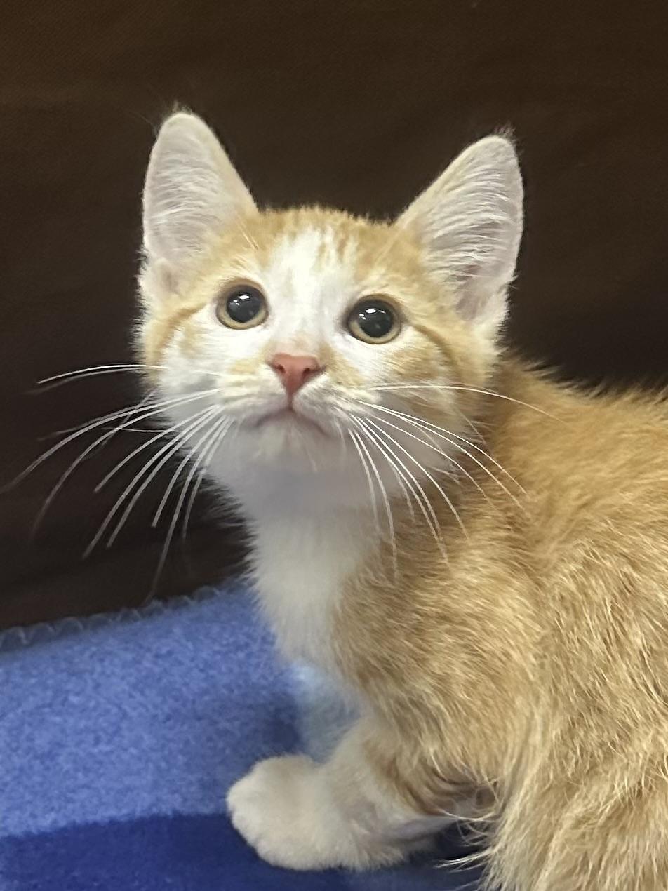 Cassian, a Adoptable Domestic Short Hair in Riverside, CA image 2/5