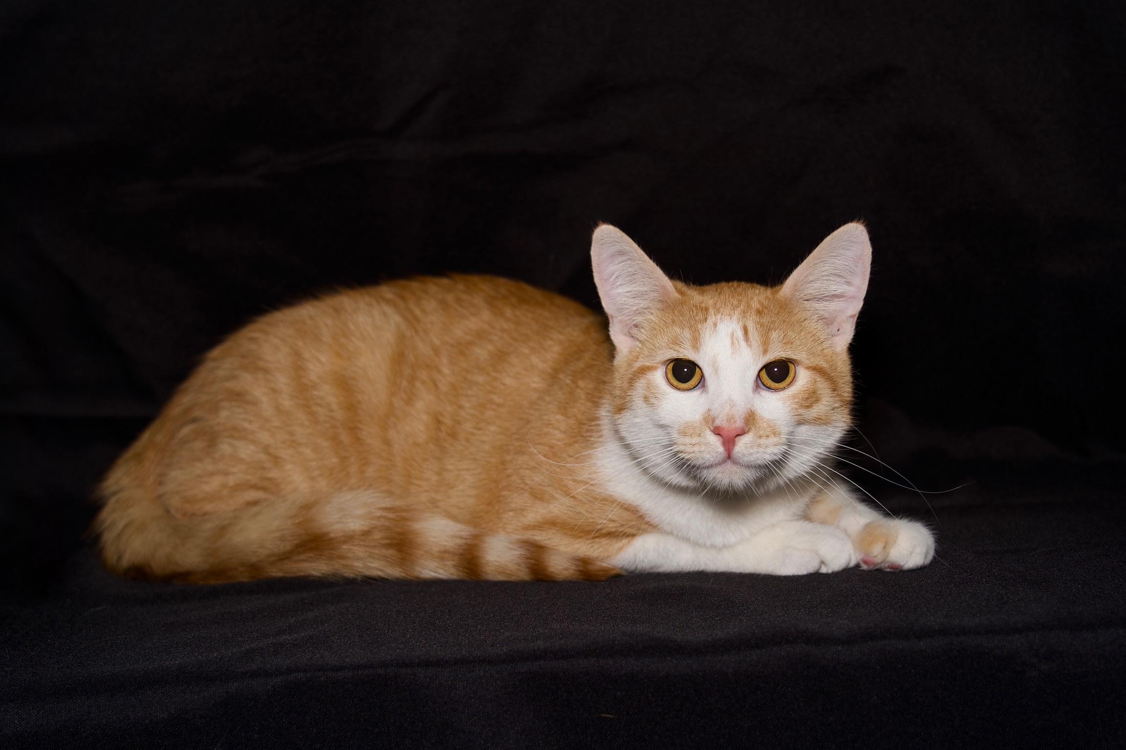 Enlarge Cassian, a Adoptable Domestic Short Hair in Riverside, CA image 5/5