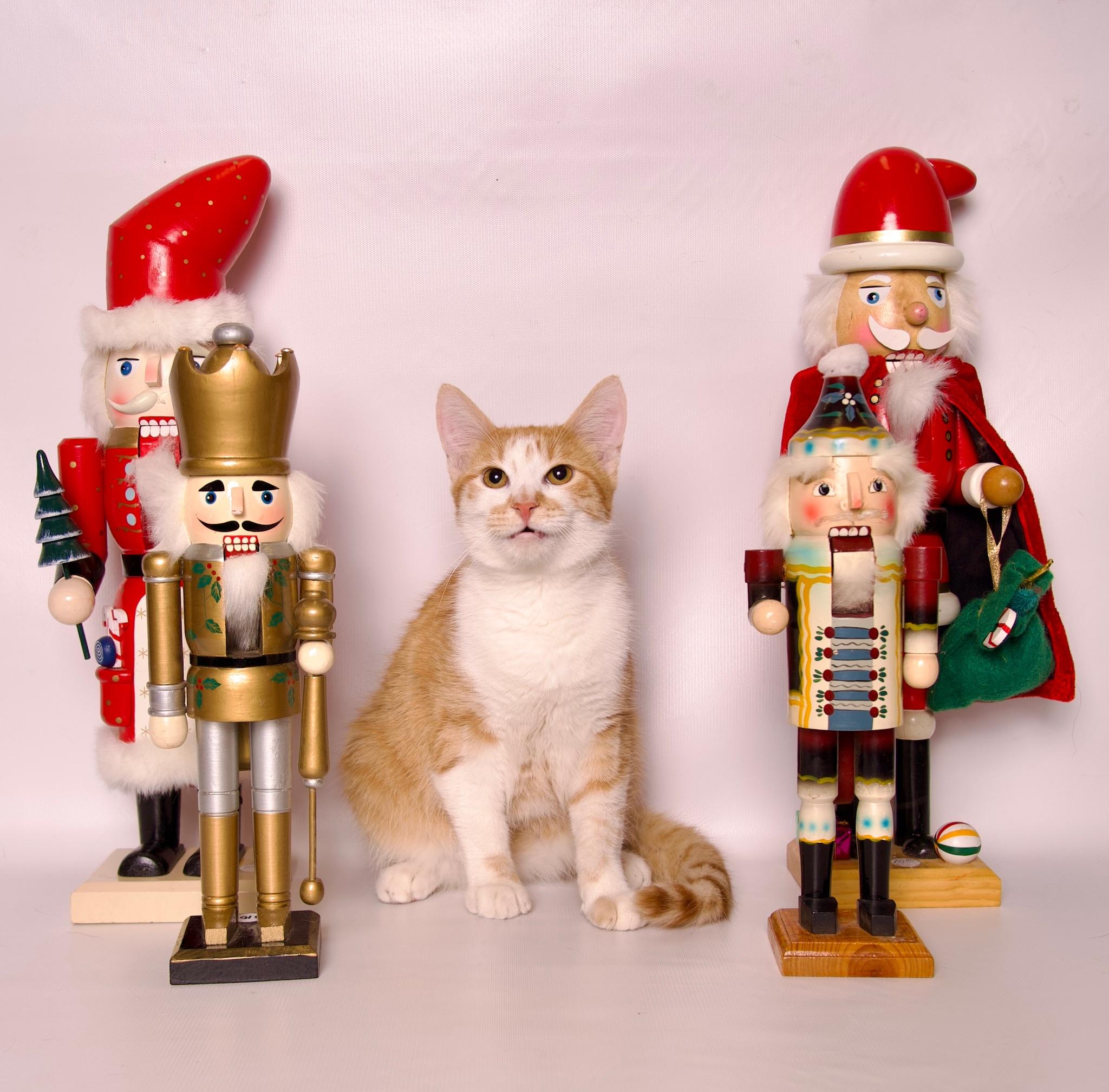 Cassian, a Adoptable Domestic Short Hair in Riverside, CA image 3/4