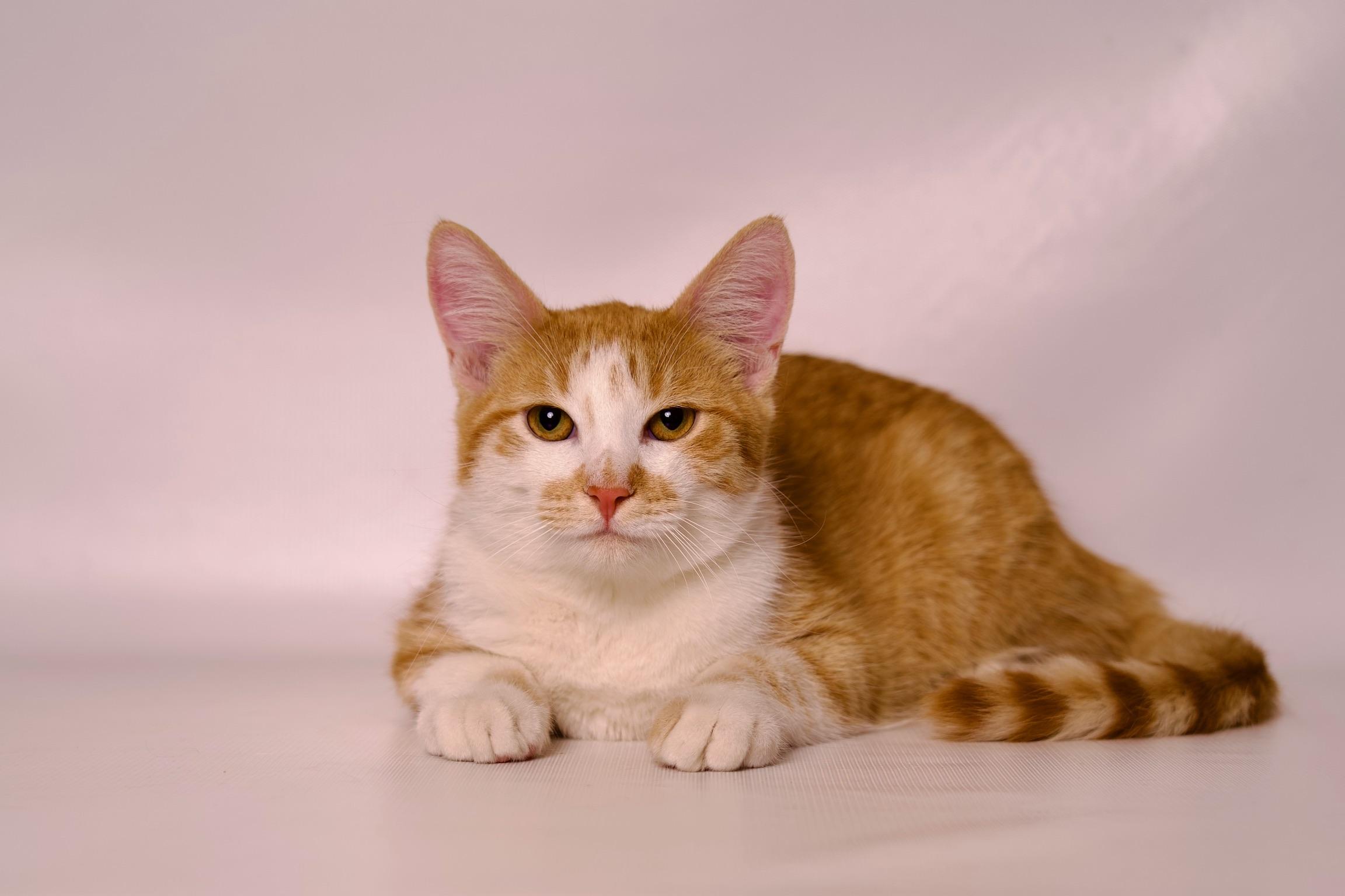 Cassian, a Adoptable Domestic Short Hair in Riverside, CA image 4/4