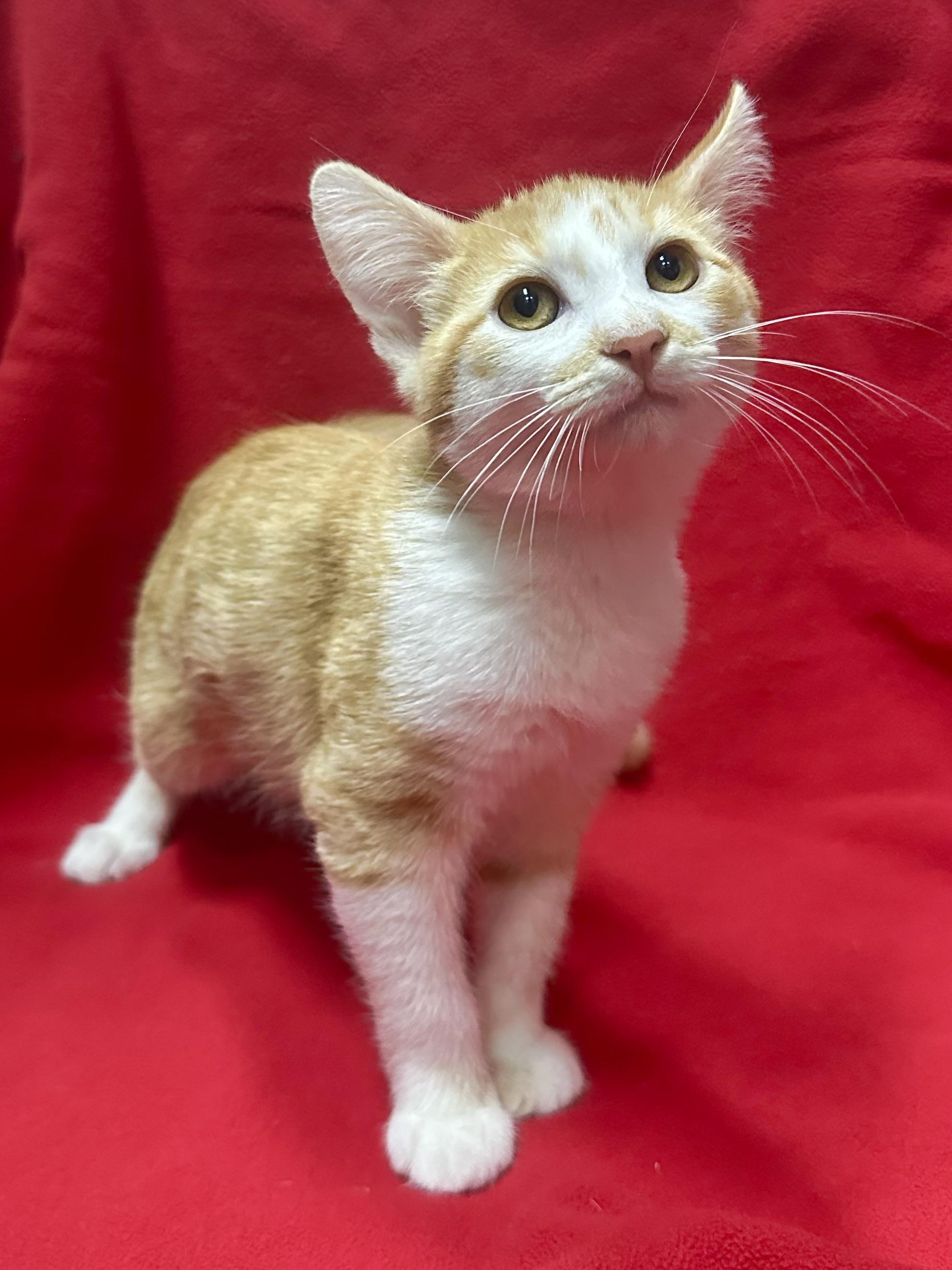 Cassian, a Adoptable Domestic Short Hair in Riverside, CA image 3/5