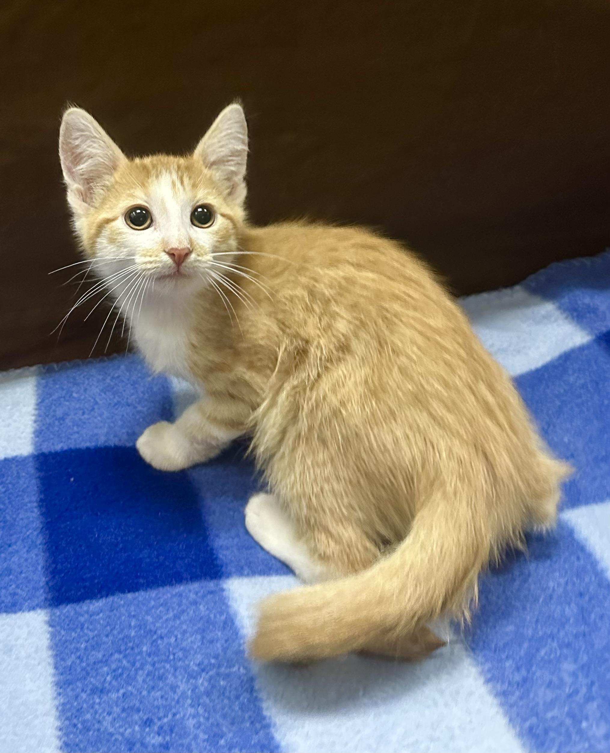 Cassian, Adoptable, Kitten Male Domestic Short Hair.