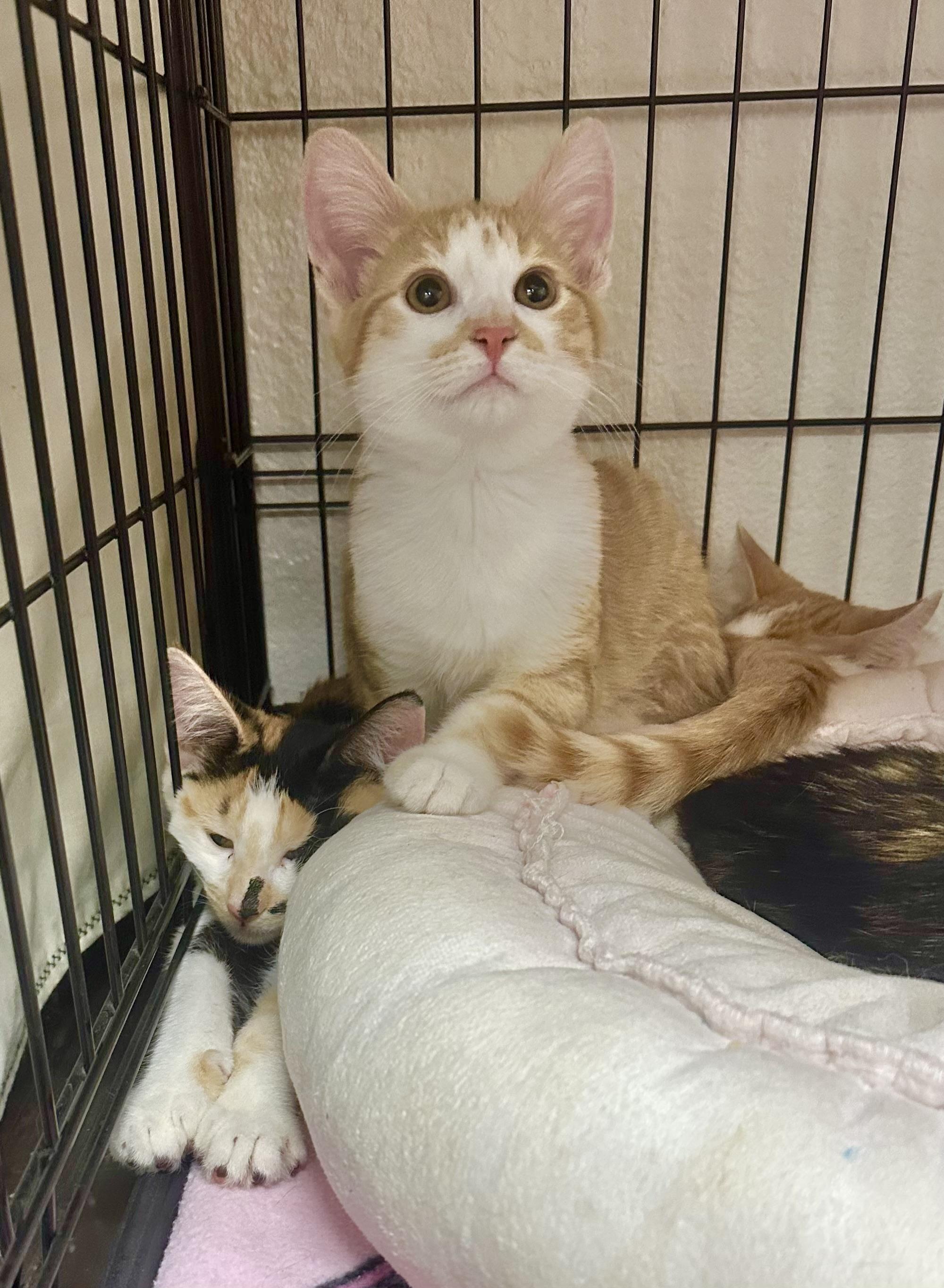 Cassian, a Adoptable Domestic Short Hair in Riverside, CA image 5/5