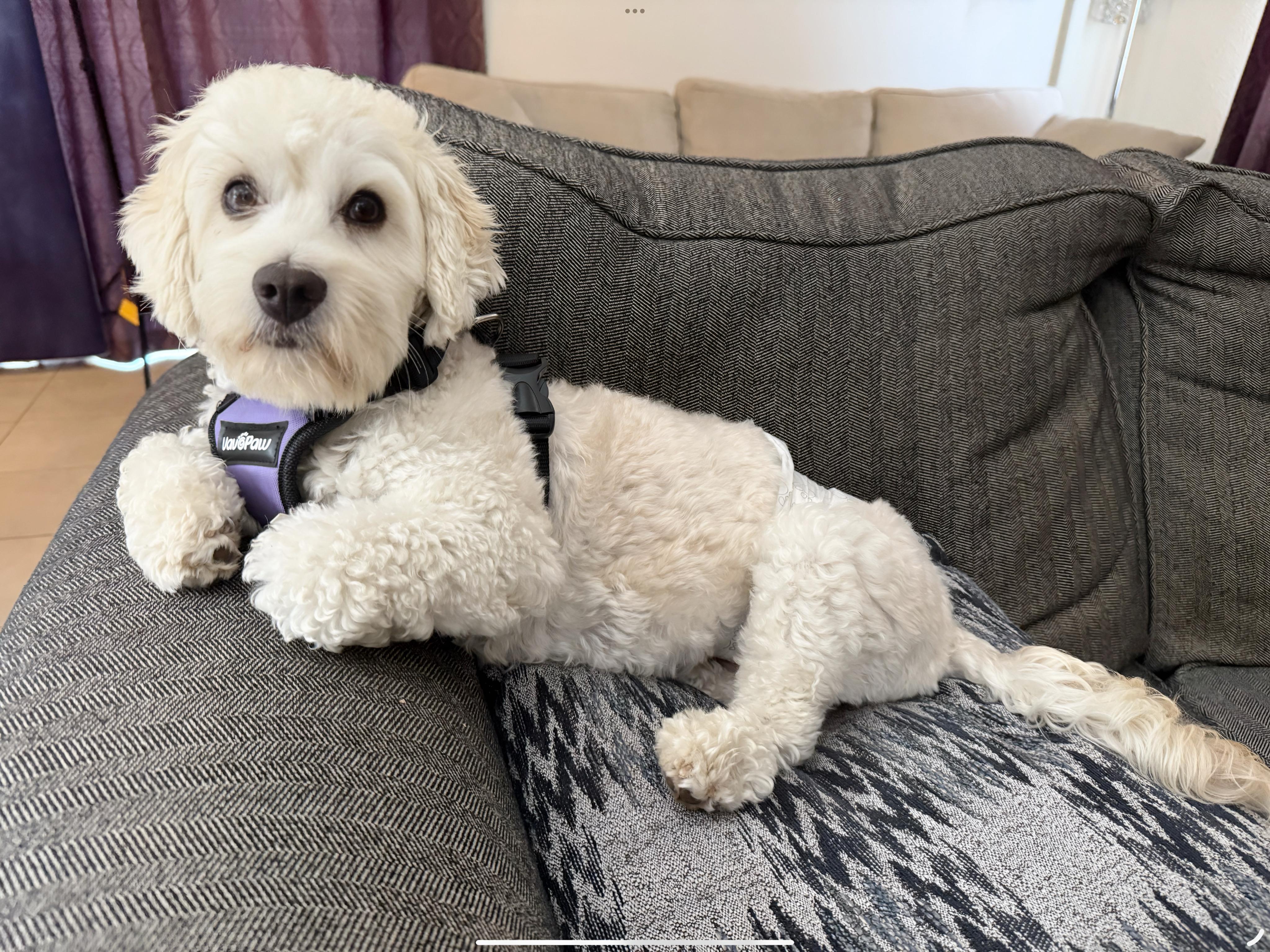 Enlarge Ozzie, a Adopted mixed breed in San Diego, CA image 6/6