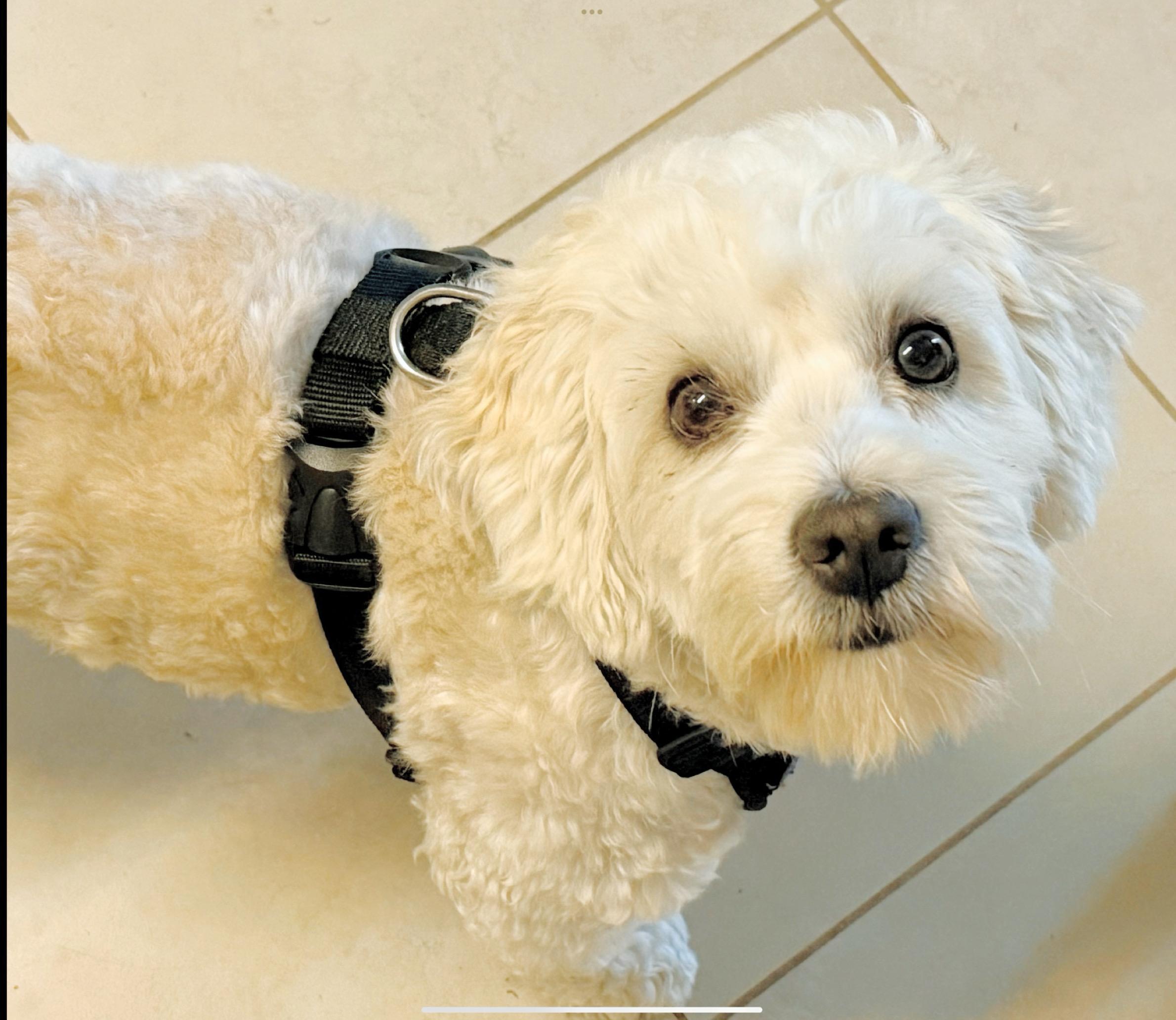 Enlarge Ozzie, a Adopted mixed breed in San Diego, CA image 1/6