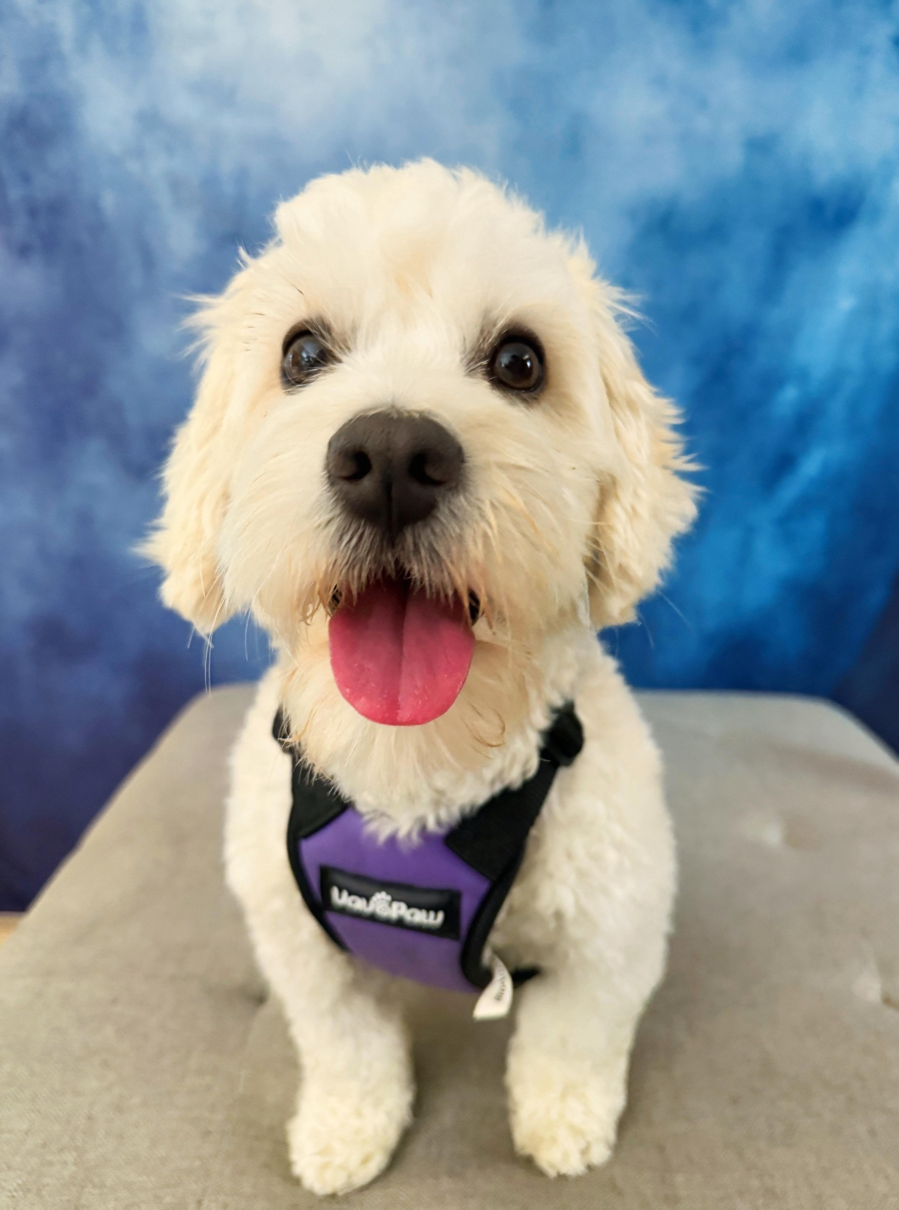 Enlarge Ozzie, a Adopted mixed breed in San Diego, CA image 2/6