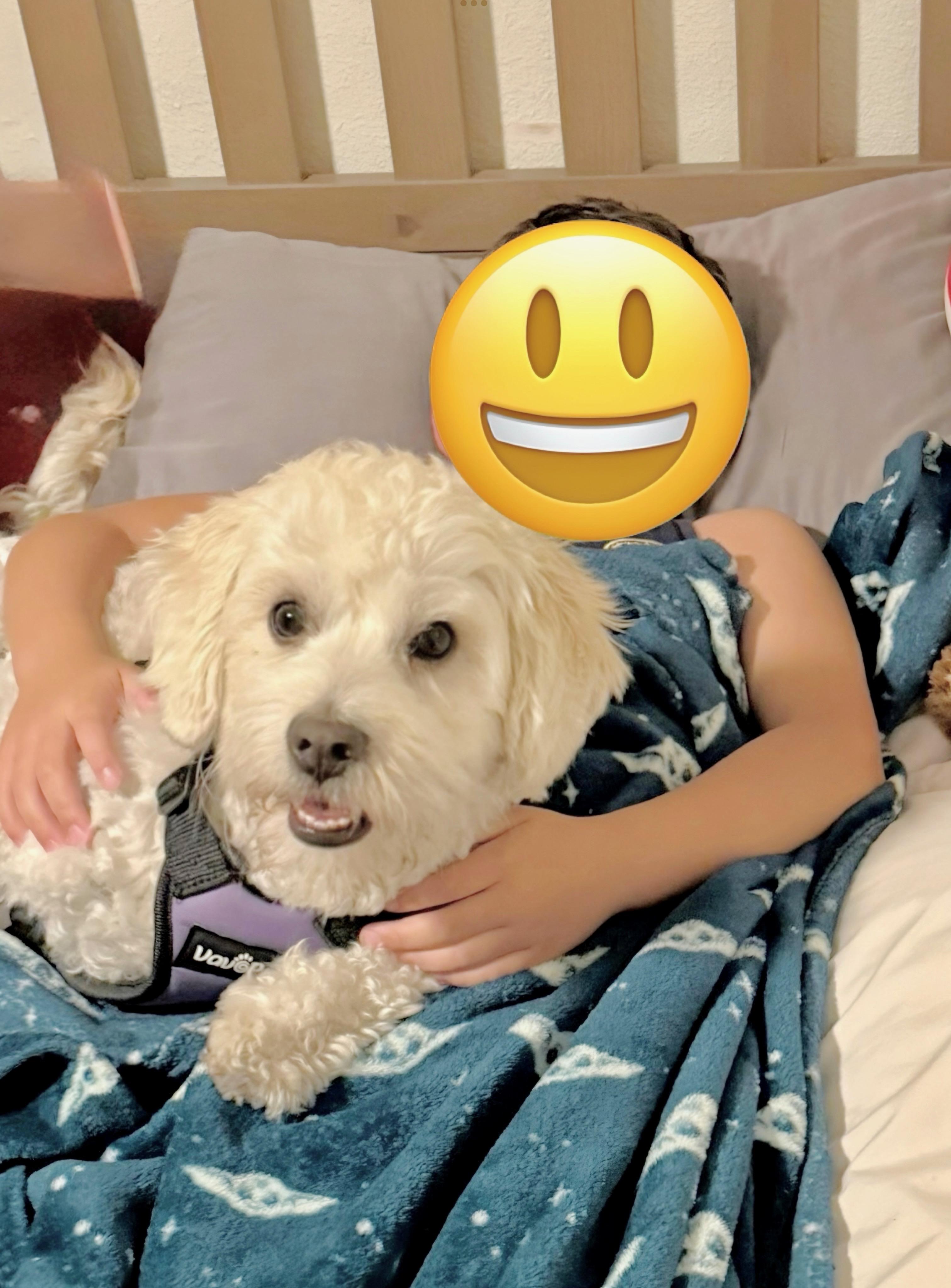 Enlarge Ozzie, a Adopted mixed breed in San Diego, CA image 3/6