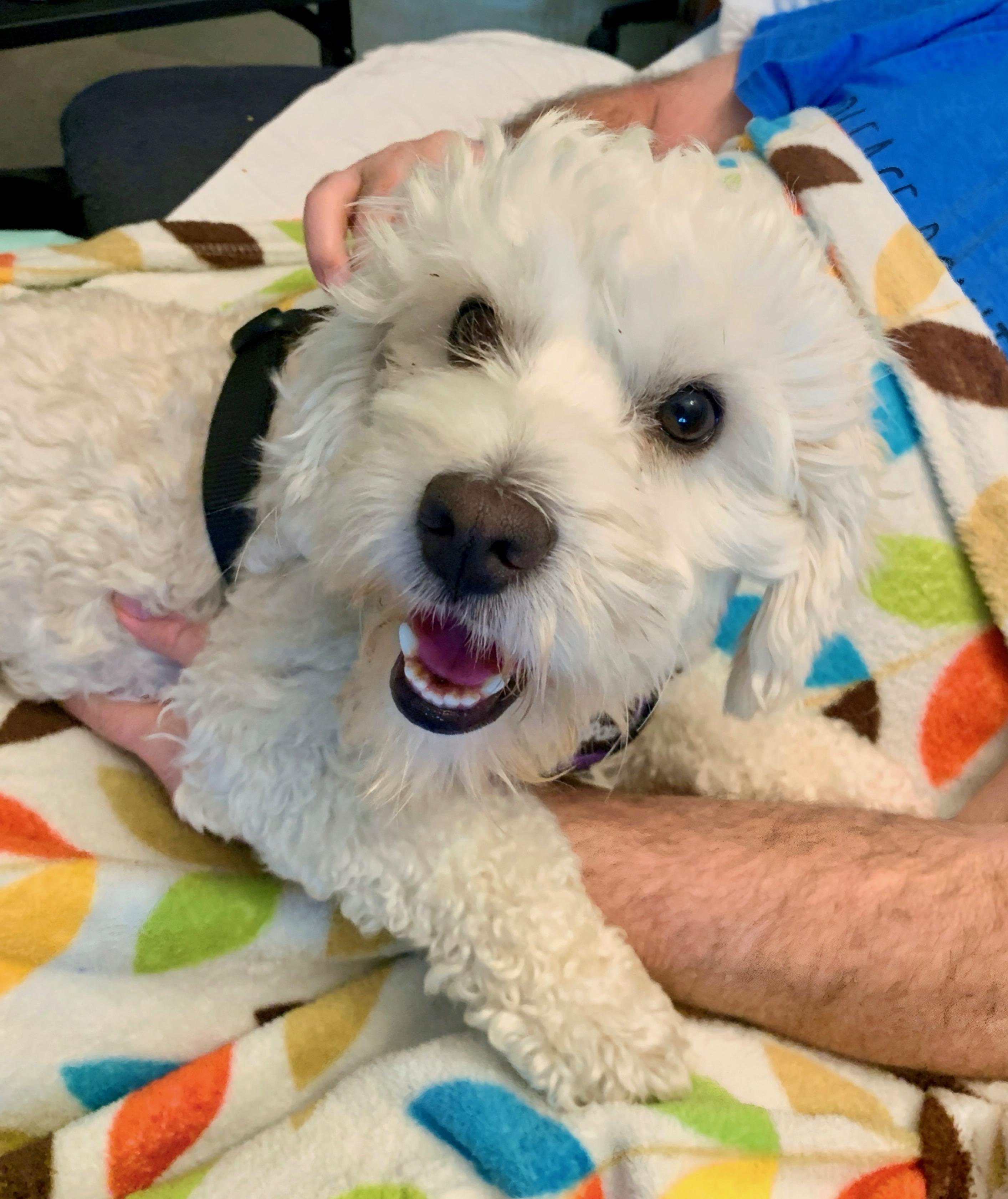 Enlarge Ozzie, a Adopted mixed breed in San Diego, CA image 5/6