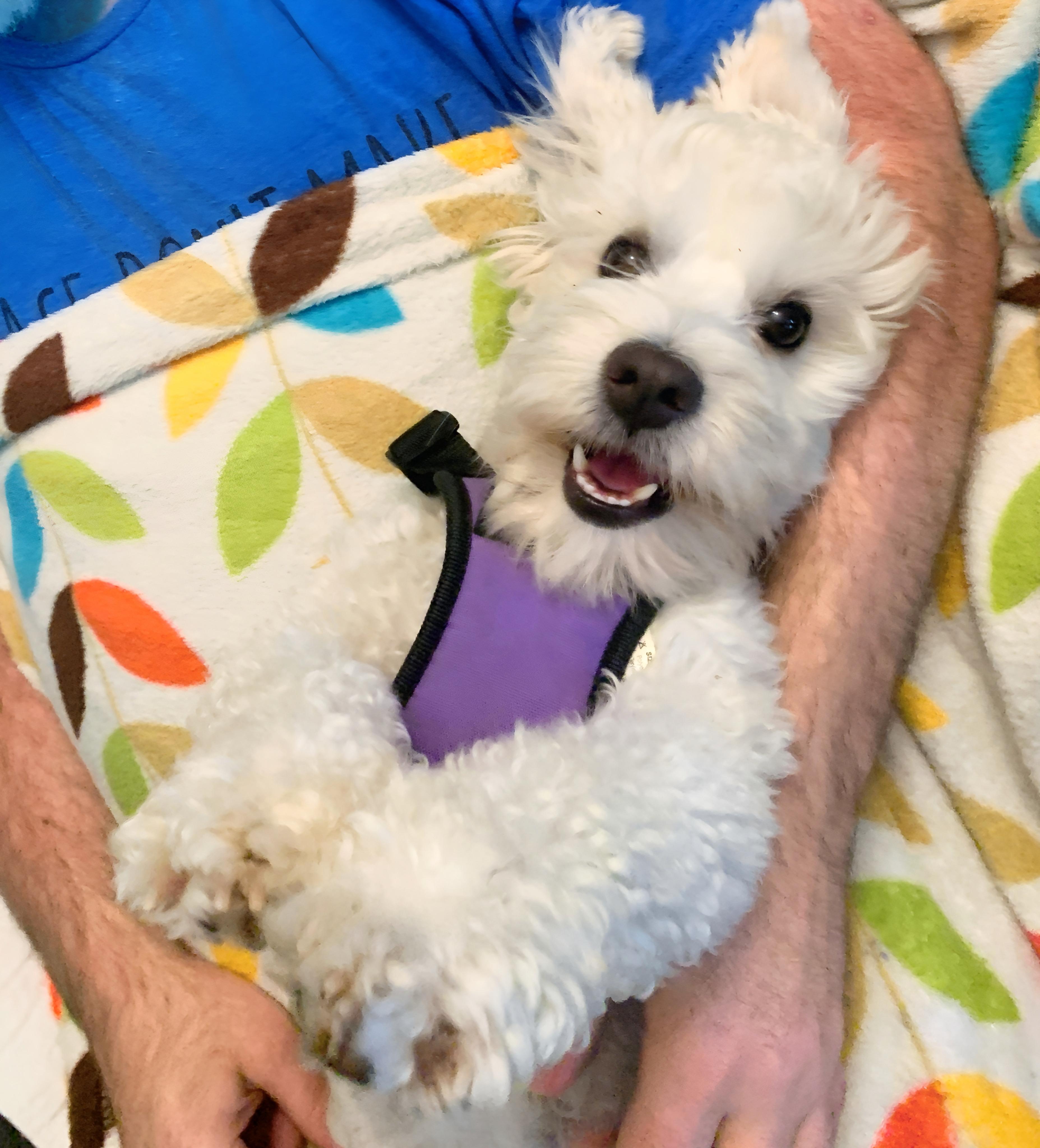 Enlarge Ozzie, a Adopted mixed breed in San Diego, CA image 4/6