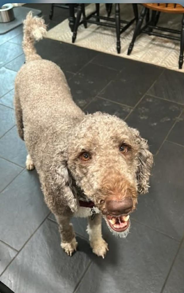 Enlarge Bernie, a Adoptable Labradoodle in Wenonah, NJ image 1/1