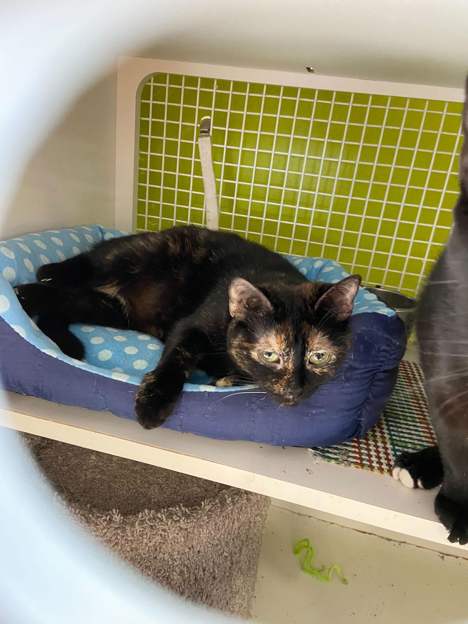 Enlarge Minerva McGonagall, a Adoptable mixed breed in Los Angeles, CA image 1/2