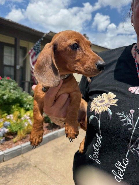 Bali ( Frito), Adopted, Puppy Male Dachshund.