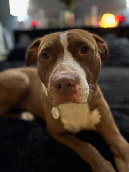 Enlarge Freya, a Adoptable Mixed Breed in Fallston, MD image 1/3