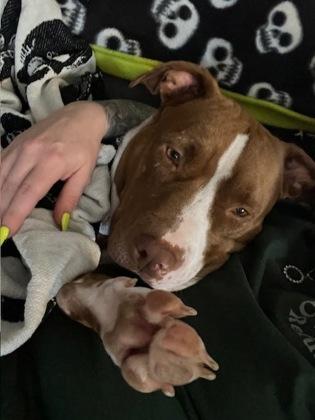 Freya, Adoptable, Adult Female Mixed Breed & Mixed Breed.