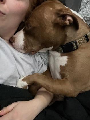 Enlarge Freya, a Adoptable Mixed Breed in Fallston, MD image 2/3