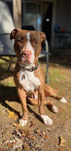 Enlarge Freya, a Adoptable Mixed Breed in Fallston, MD image 3/3