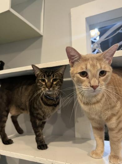 Cordelia — thumbnail 2