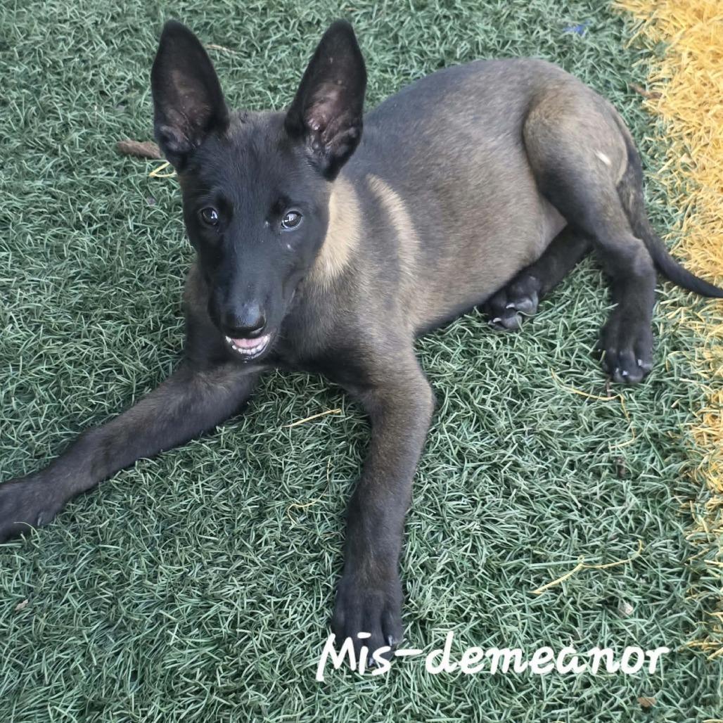 Mis-Demeanor DD, Adopted, Puppy Female Belgian Shepherd / Malinois.