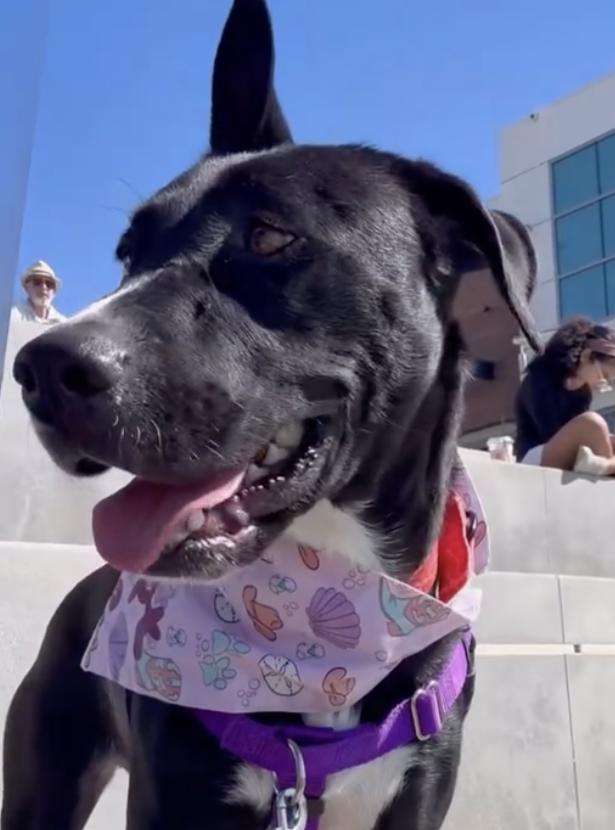 Bella, a Adopted mixed breed in Canoga Park, CA image 2/3