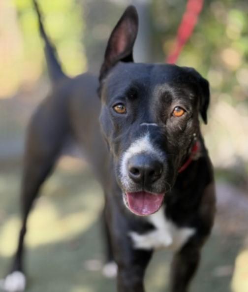 Bella, a Adopted mixed breed in Canoga Park, CA image 3/3