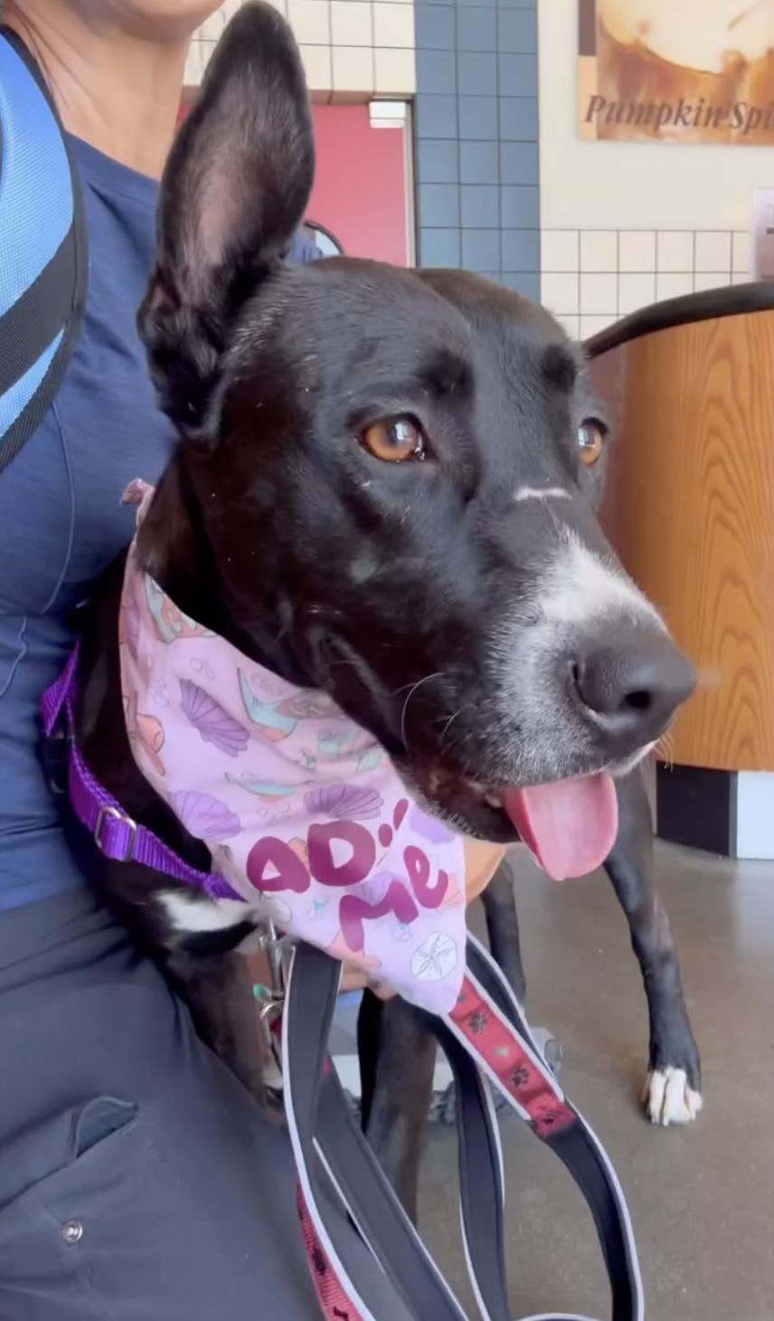 Bella, Adopted, Young Female Labrador Retriever.