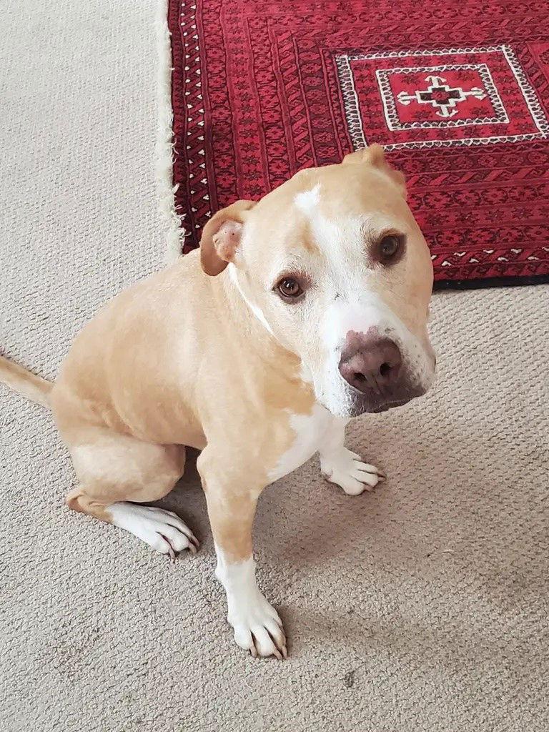 Snuggles **Courtesy Listing**, Adoptable, Senior Male American Staffordshire Terrier.