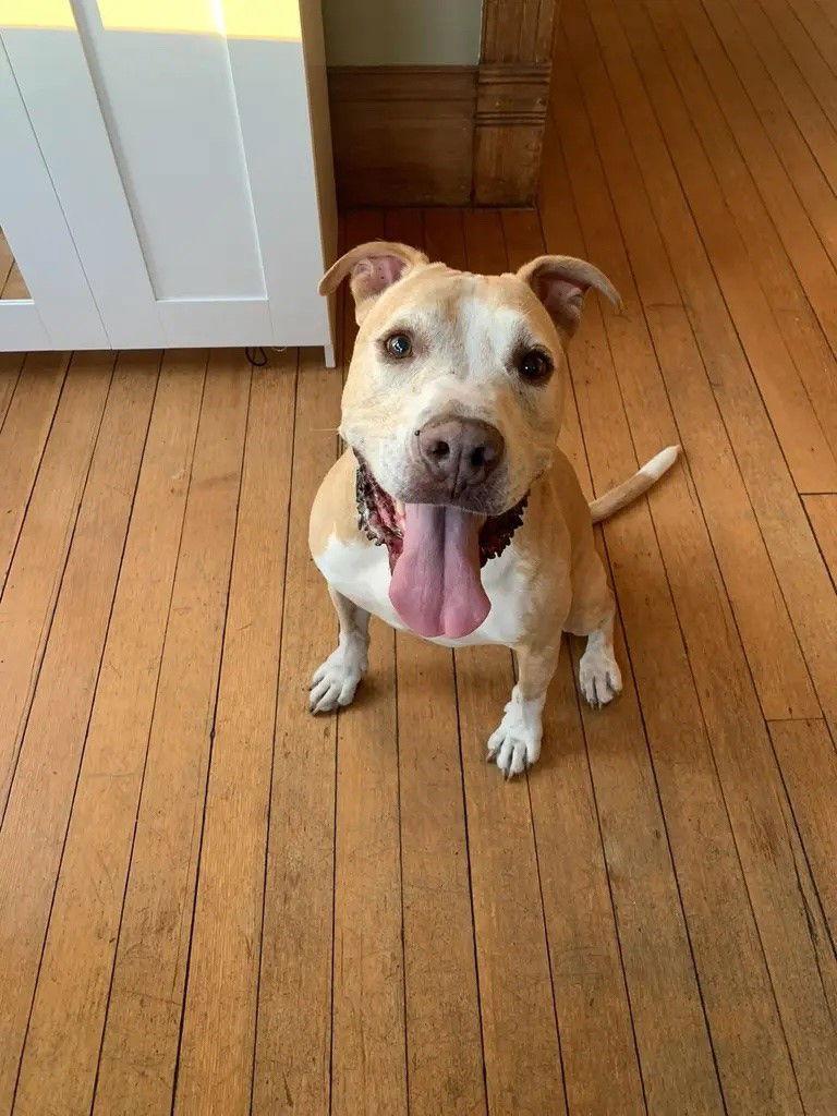 Snuggles **Courtesy Listing**, a Adoptable American Staffordshire Terrier image 2/6